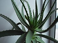 室内盆栽芦荟龙爪植物图